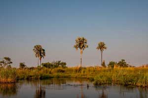 Foto - Safari in Botswana