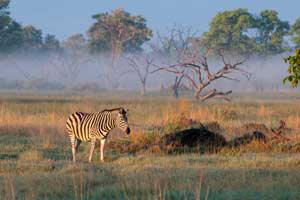 Individual Safari in Botswana