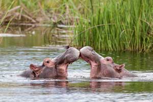 Foto - Safari in Botswana