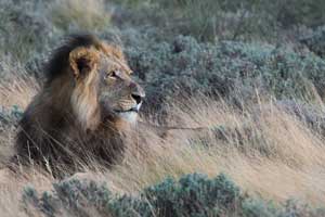 Individual Safari in Namibia - Botswana - South Africa