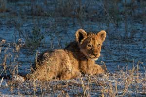 Photo Safari in Namibia - Zimbabwe - Botswana