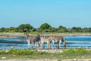 Photo Safari in Namibia - Zimbabwe - Botswana