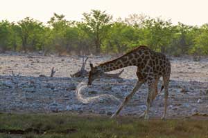 Foto - Safari in Namibia - Simbabwe - Botswana