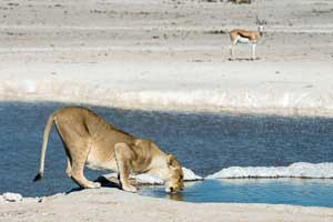 Group Safari in Namibia