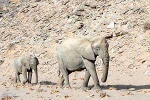 Gruppen - Safari in Namibia