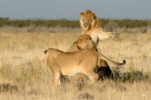 Individual - Safari in Namibia