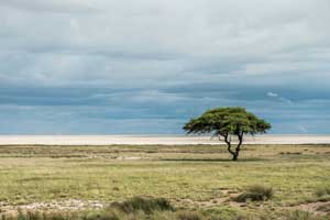 Foto - Safari in Namibia