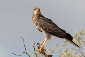 Individual - Safari in Namibia - Botswana - Südafrika