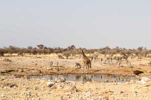 Gruppen - Safari in Namibia