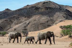 Individual Safari in Namibia
